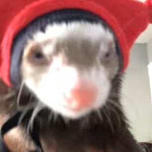 Meet your Posher, Skylaa